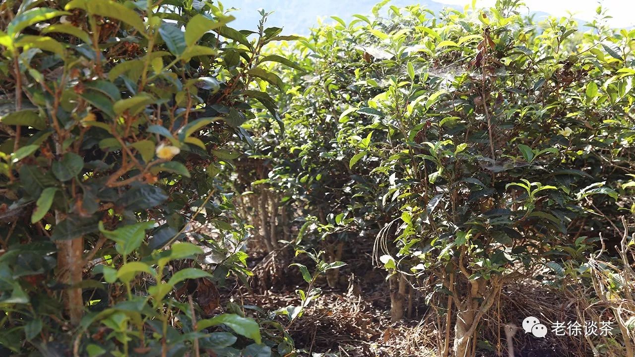 【老徐谈茶】第68期:矮化过的古树茶没区别错!连鲜叶