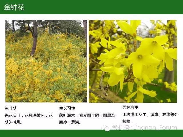 史上最全·全国七大片区常用开花植物集锦