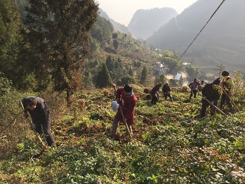 武隆白云乡:100亩"百花前胡"中药材 拓宽农民增收渠道