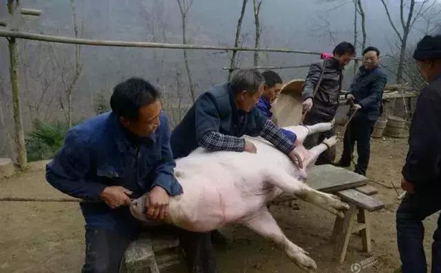 甘肃靖远老家农村过年杀猪运动开始了