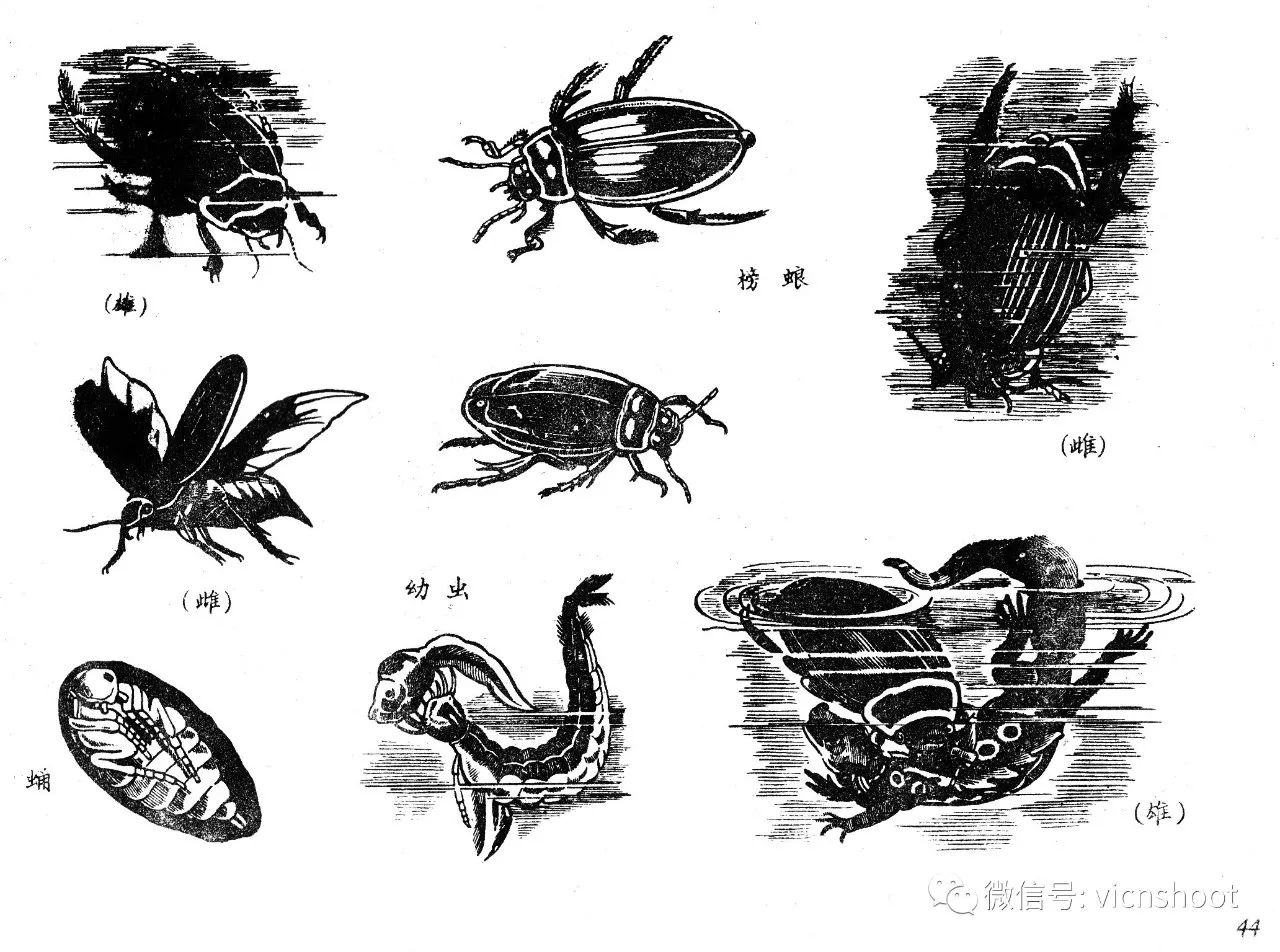 黑白描线稿图—昆虫1