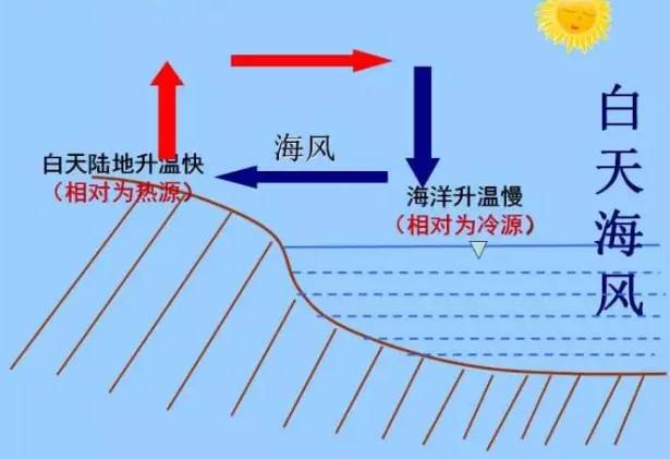 (4)大气运动在生活中的运用: ①海陆风:受海陆热力性质差异影响形成