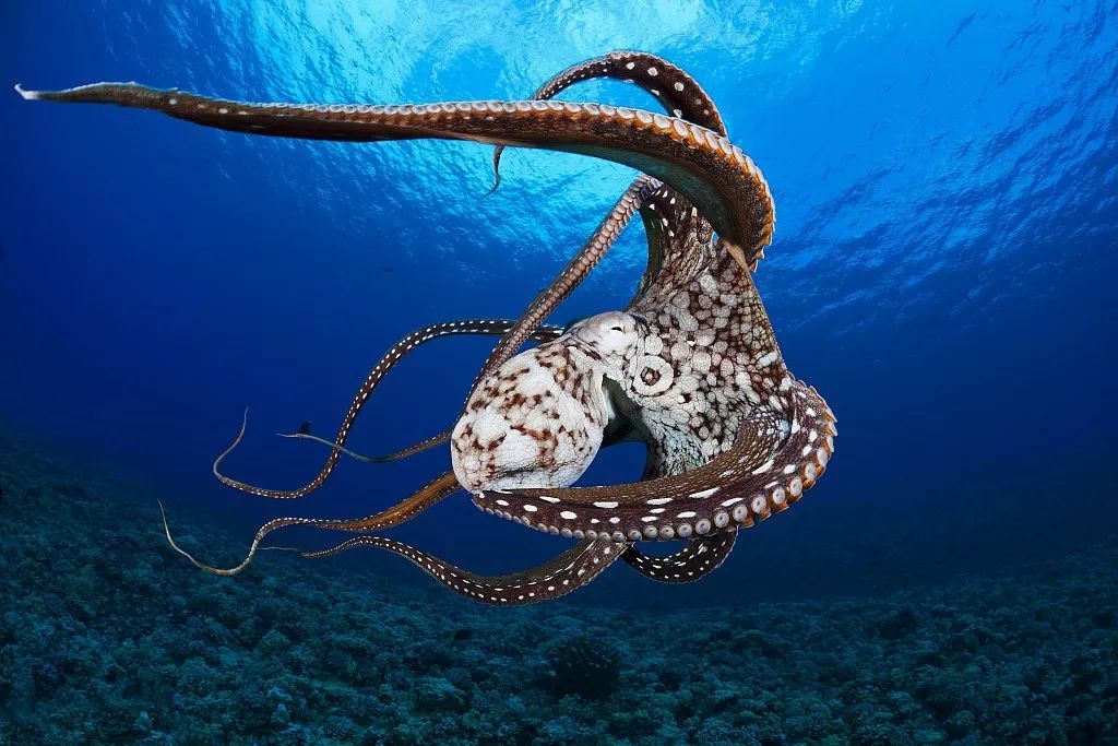 给孩子的博物学海洋怪物章鱼