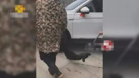 长沙:女子当街杀狗放血,背后原因实在是太"狗血"