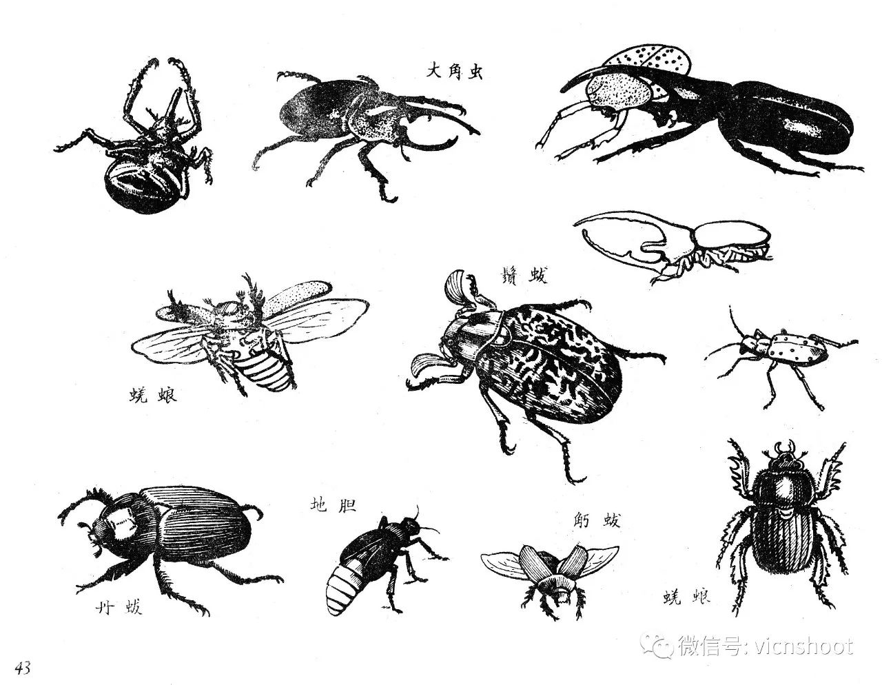 黑白描线稿图昆虫1