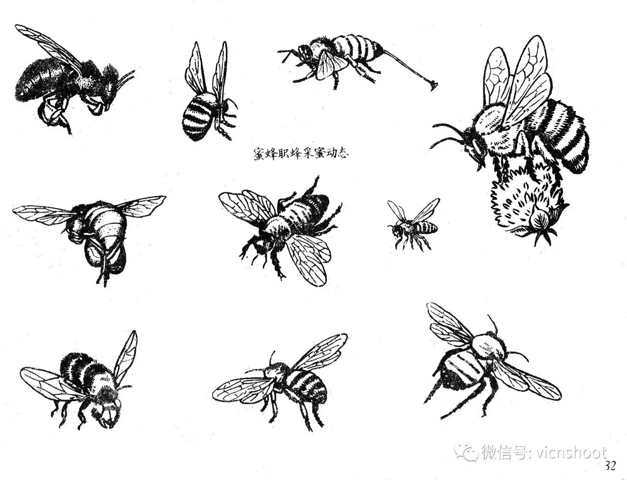 黑白描线稿图昆虫1