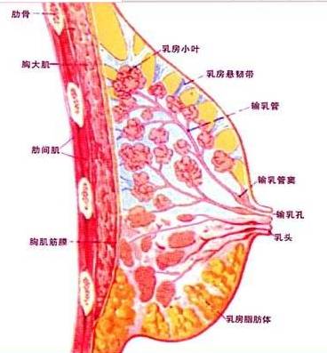 我有乳腺增生,最近有时一深呼吸心就会痛,是怎么回事呀,与乳腺增生有