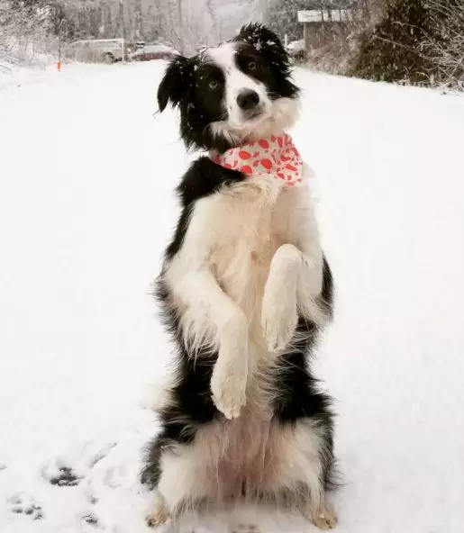 宠物 正文  说起"四蹄踏雪,胸部白毛,尾巴尖白",倒想问问认为它们不