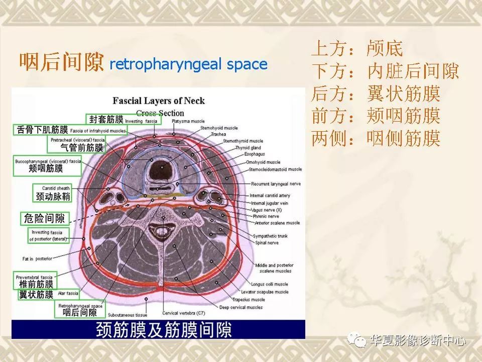 这个咽喉部解剖太详细了!