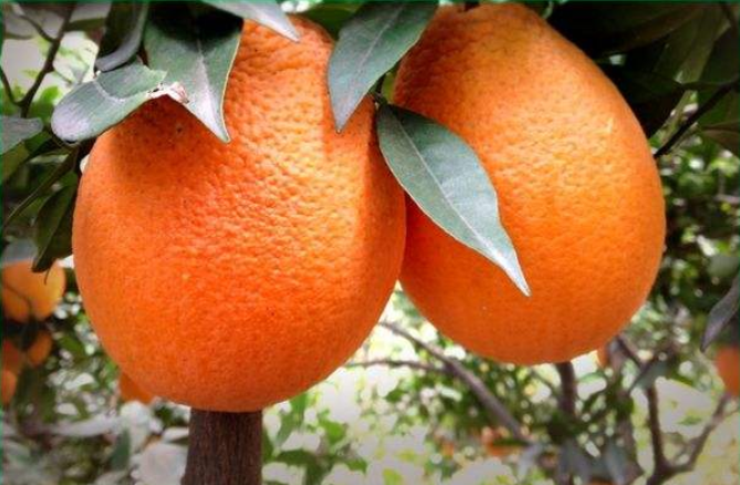 橙子怎么看公母