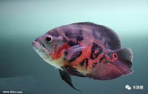 新近出现在水族市场上热销中的是一款长尾型的红眼白化种地图鱼,称为"