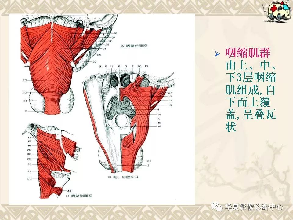 这个咽喉部解剖太详细了!