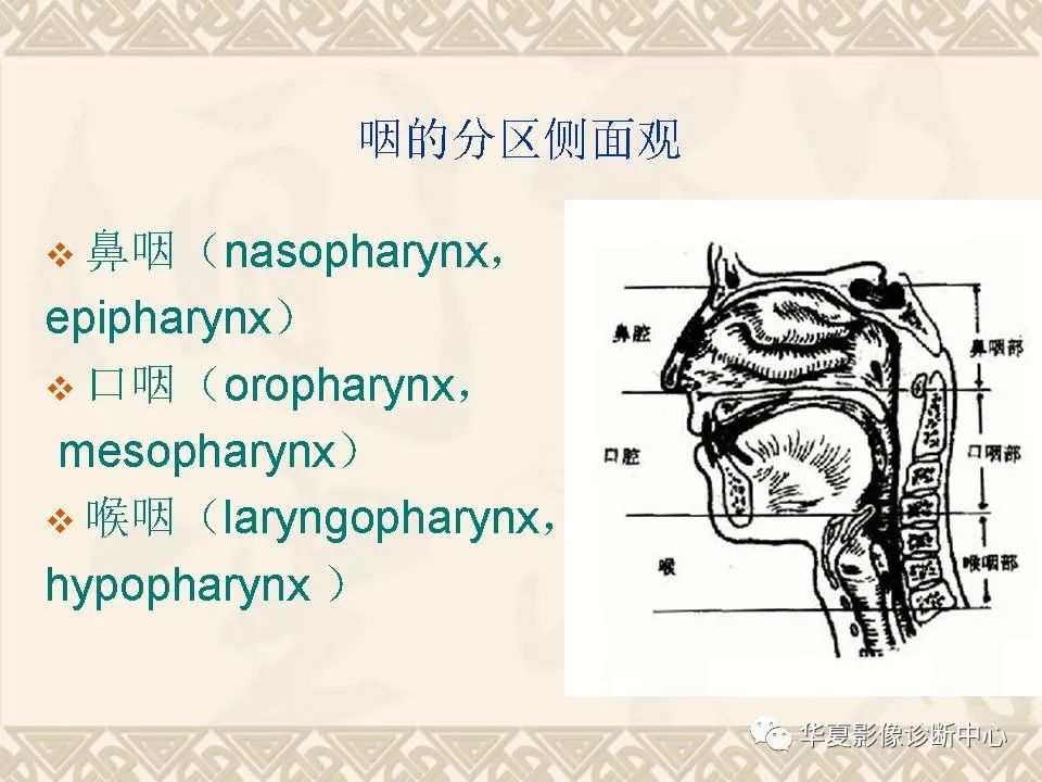 这个咽喉部解剖太详细了!