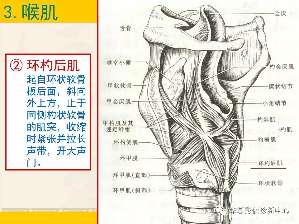 这个咽喉部解剖太详细了!