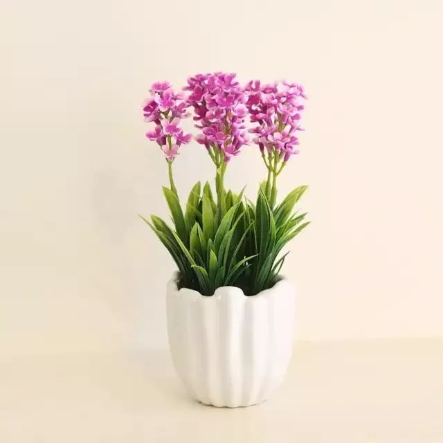 【植物养植】冬季一定要养的植物の风信子!水培,土培养植手册请收好!