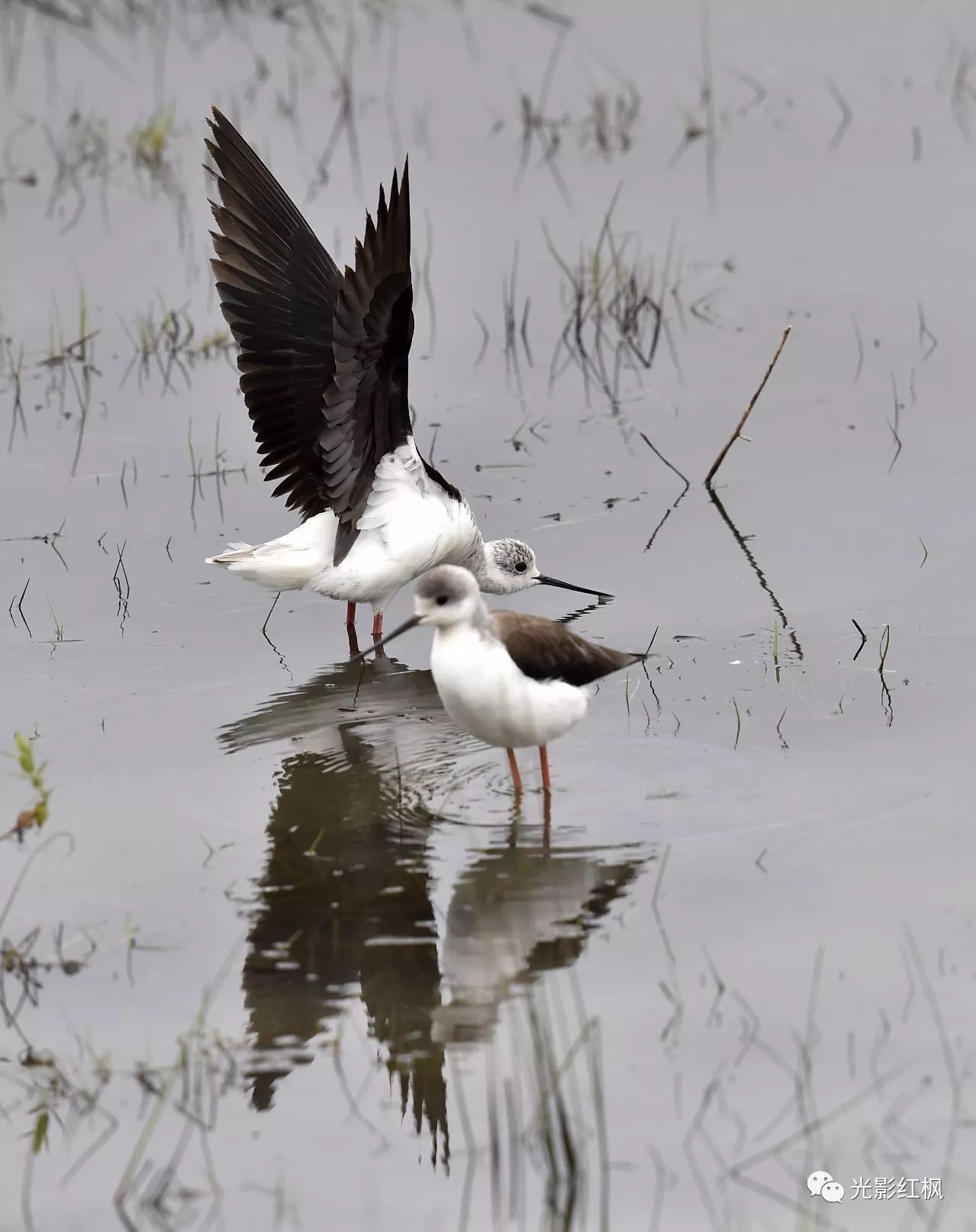 黑翅长脚鹬(yù(学名:himantopus himantopus,英文名:black-winged