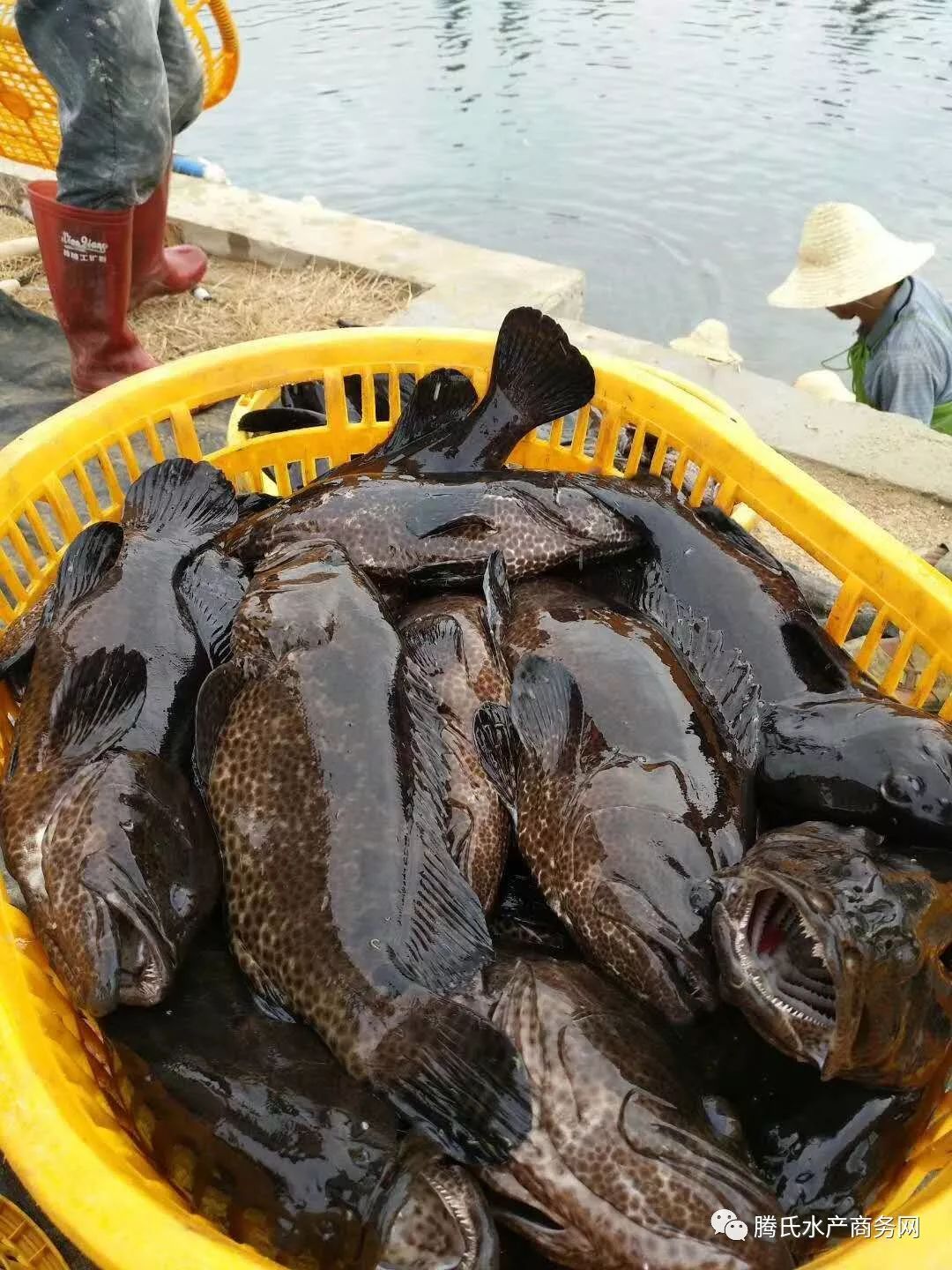 海南石斑鱼价格再次全面上调,养殖户惜售心态明显丨石斑鱼行情周报