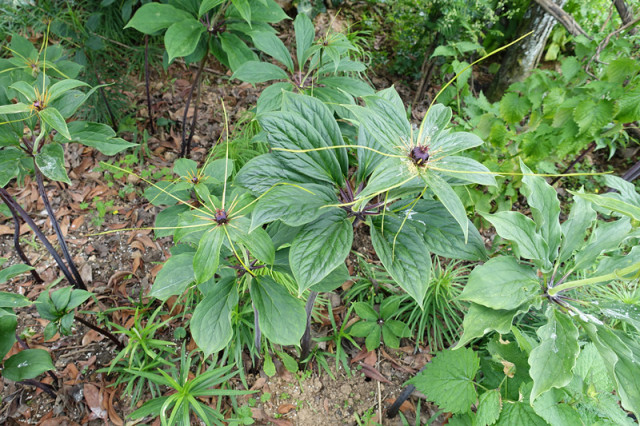 中药材种植技术,听专家给您支招如何种植重楼(荆楚药材?