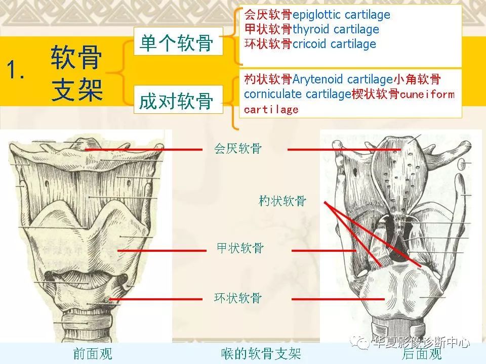 这个咽喉部解剖太详细了!