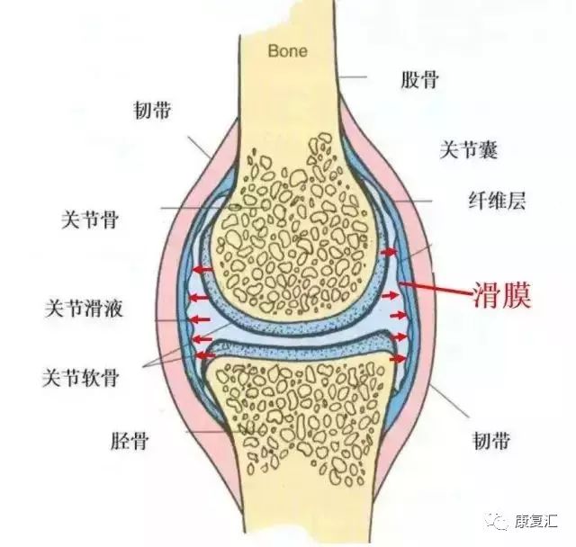 正常滑膜组织示意图(红色箭头指示)