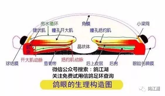 眼内容物包括房水,晶体和玻璃体.