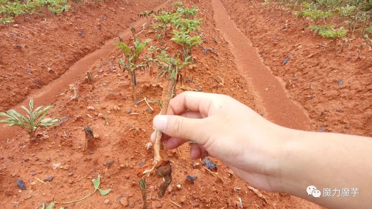 魔芋种植过程中你还应该担心这些灾害