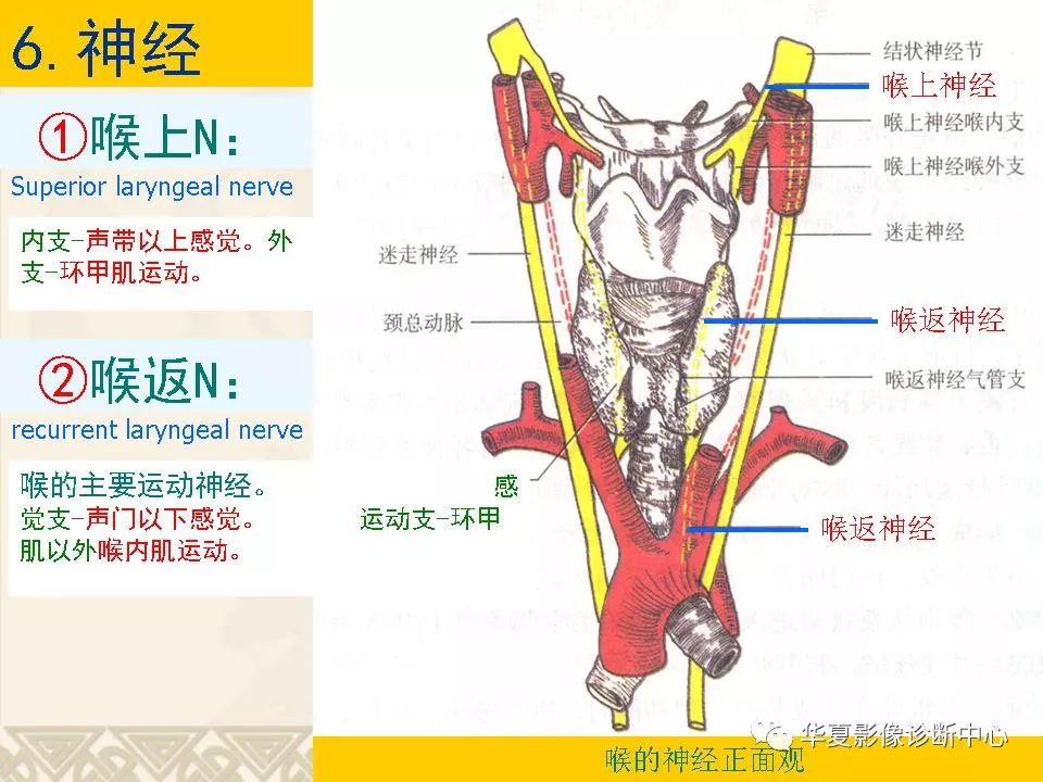 这个咽喉部解剖太详细了!