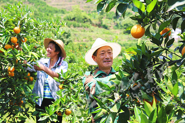 采摘乐趣▲今年,巴东本土电商"巴山人家"线上累计销售约40万斤柑橘