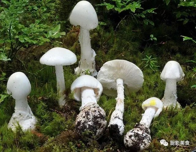 "毁灭天使"(destroying angel)学名为amanita virosa,主要在欧洲出没