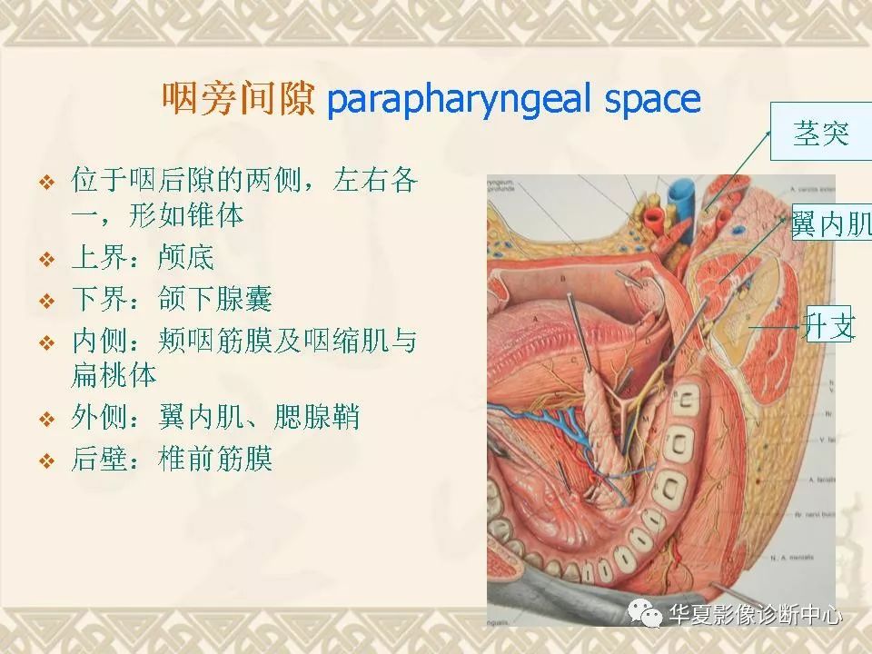 这个咽喉部解剖太详细了!