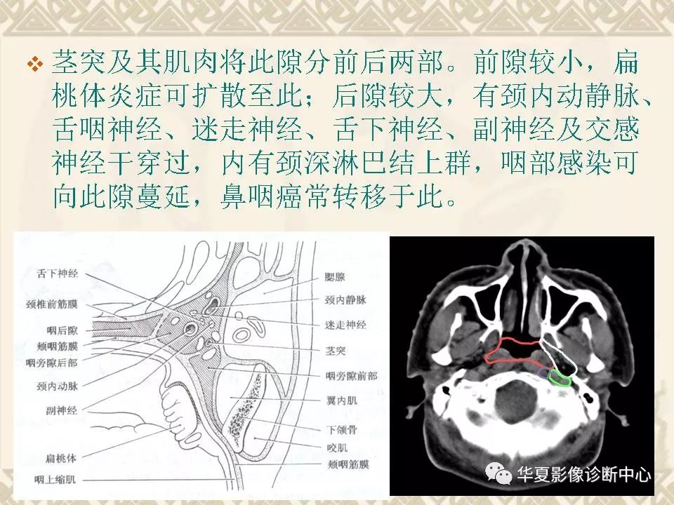 这个咽喉部解剖太详细了!