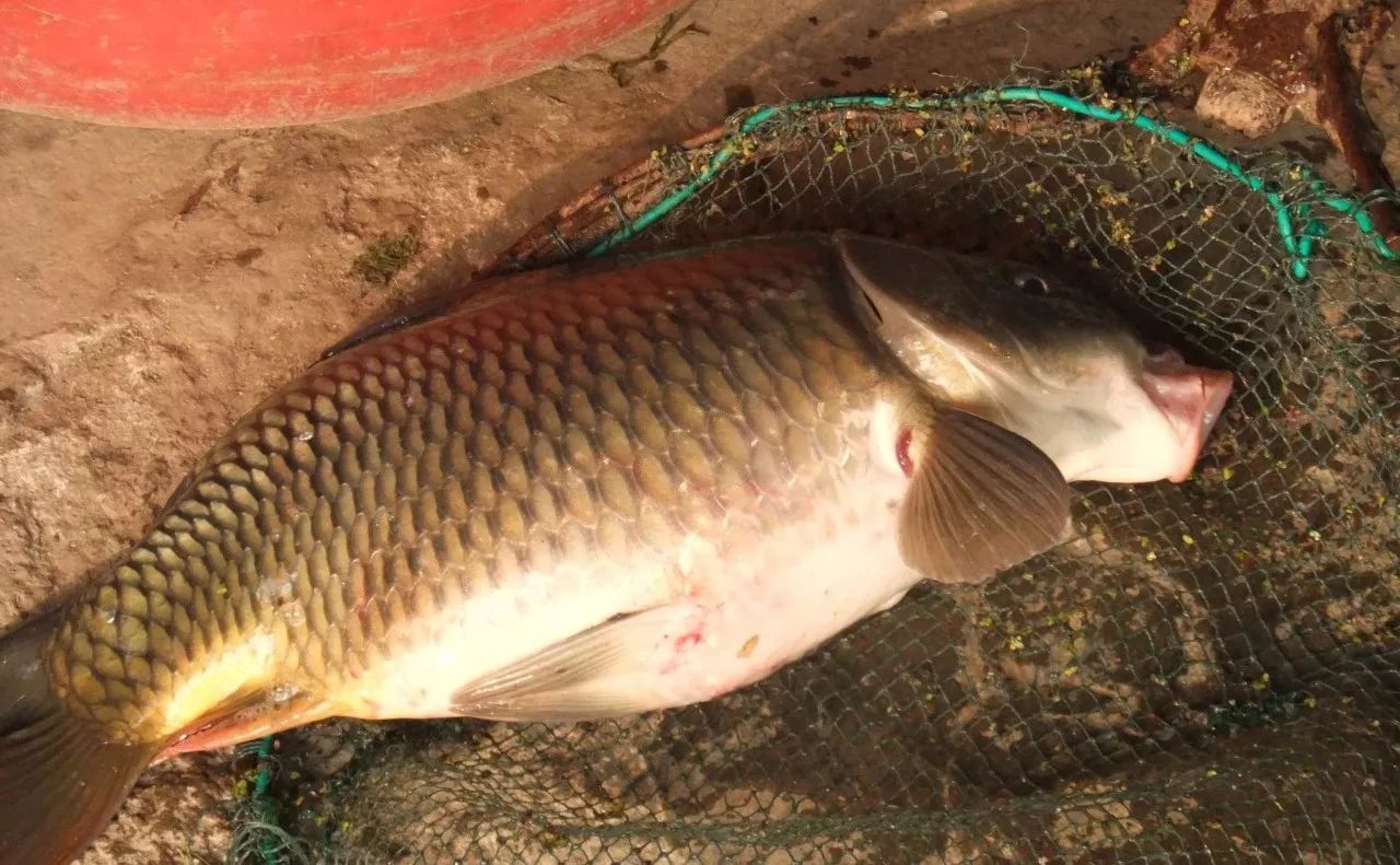 海 鯉魚