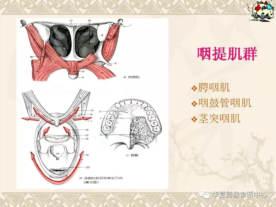 这个咽喉部解剖太详细了!