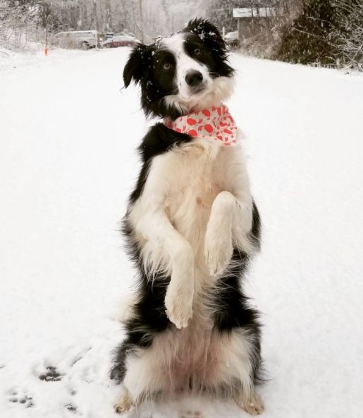 四脚踏雪的狗狗不吉利?