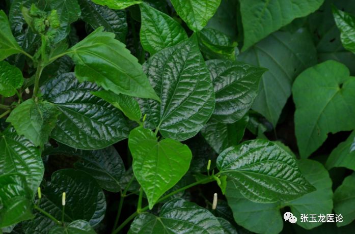 海风藤:又名老藤,大风藤,为胡椒科植物细叶青蒌藤的藤茎.