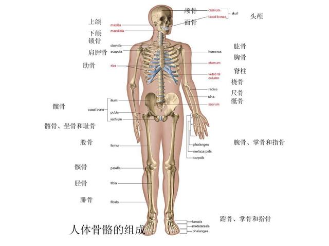 社会 正文  据科学研究,人类全身上下一共有206块骨头,可是中国人和