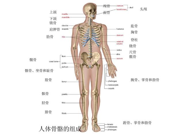 人体共有206块骨头,中国人却只有204块,少的两块去哪里了?