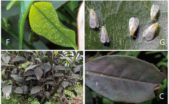 茶树上的粉虱种类以黑刺粉虱发生最为普遍和严重,受到的关注也最多.
