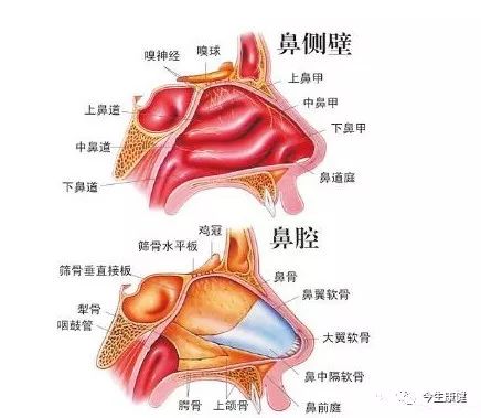 一般伤风感冒会引起鼻黏膜充血肿胀,加上继发感染,毛细血管会在擤鼻