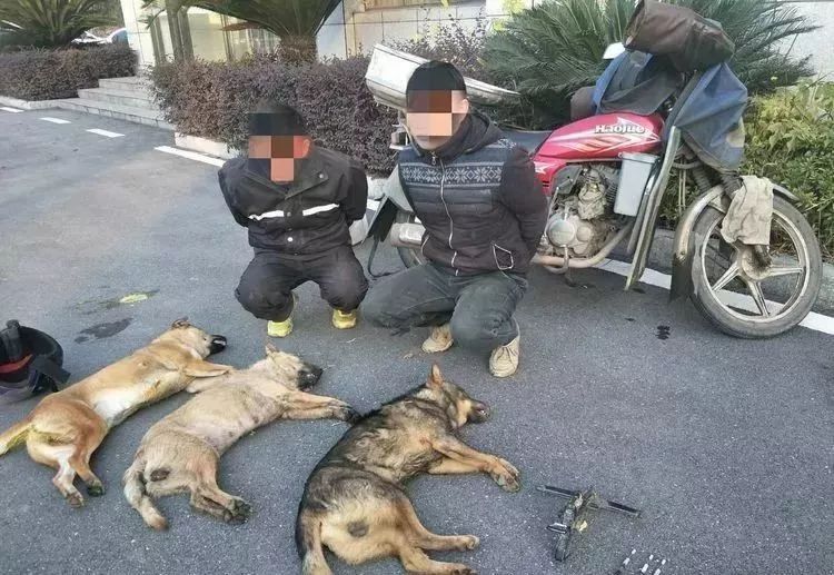 湘东两名偷狗贼作案被抓现行丨警方提示这种毒狗肉不能食用