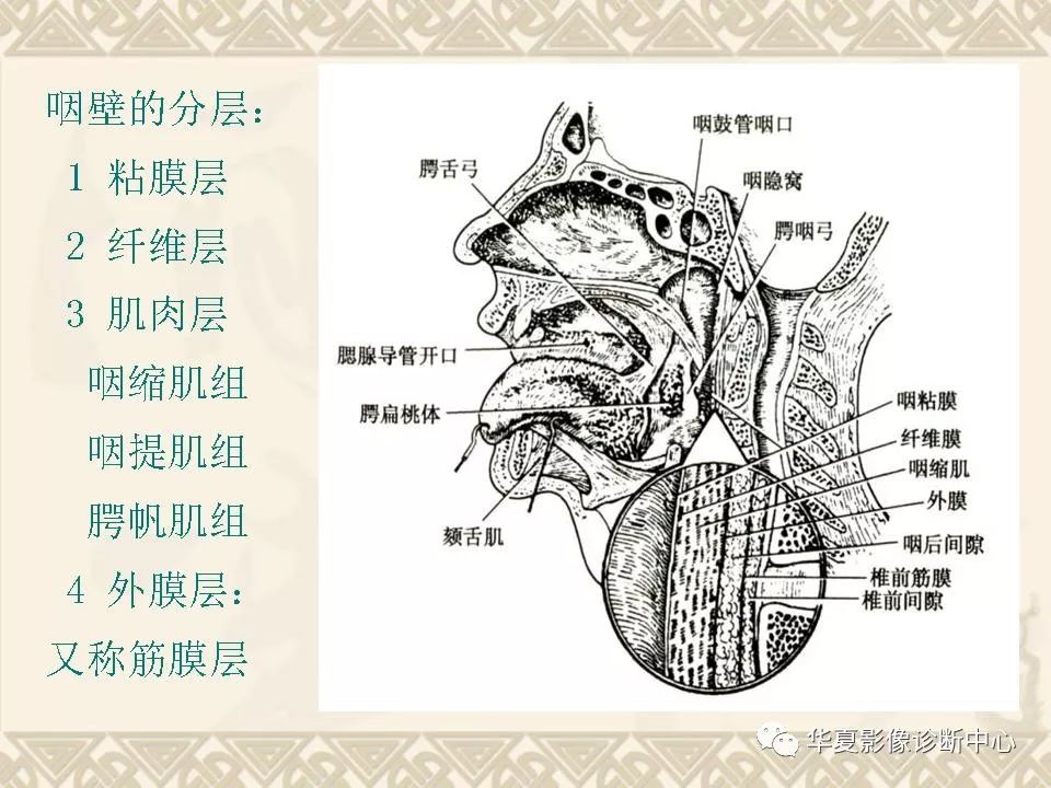 这个咽喉部解剖太详细了!