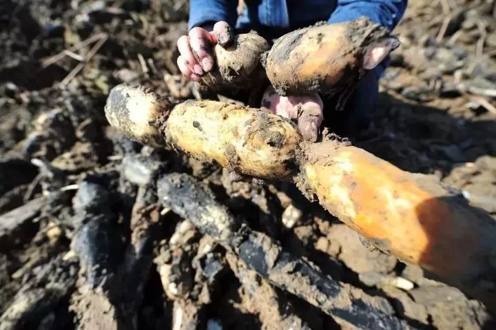 范县莲藕只使用农家肥从地里挖出来自带泥土芳香不漂白不泡药,清洗后