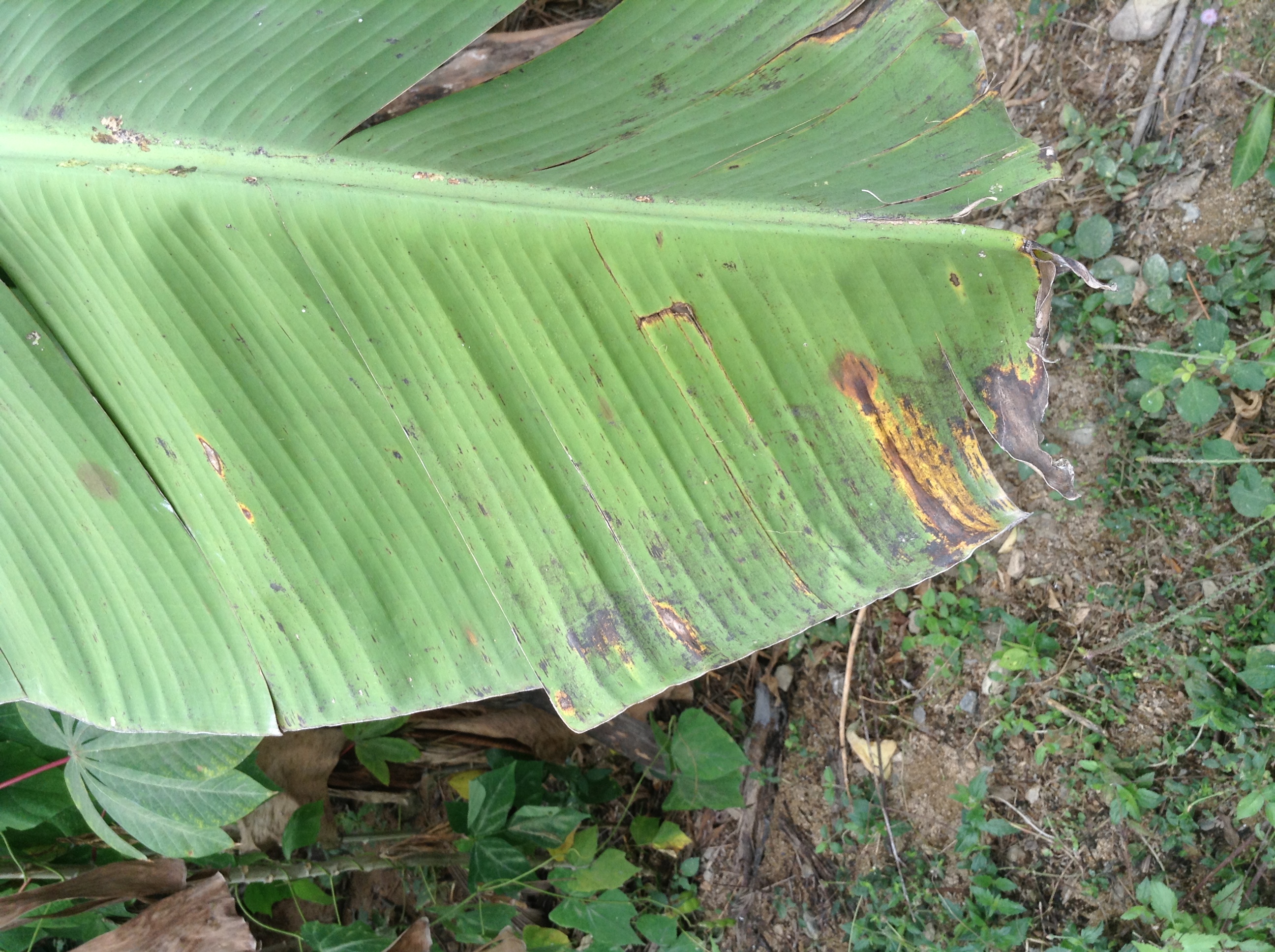 香蕉栽培管理的技术:萎缩病,花叶心腐病和叶斑病