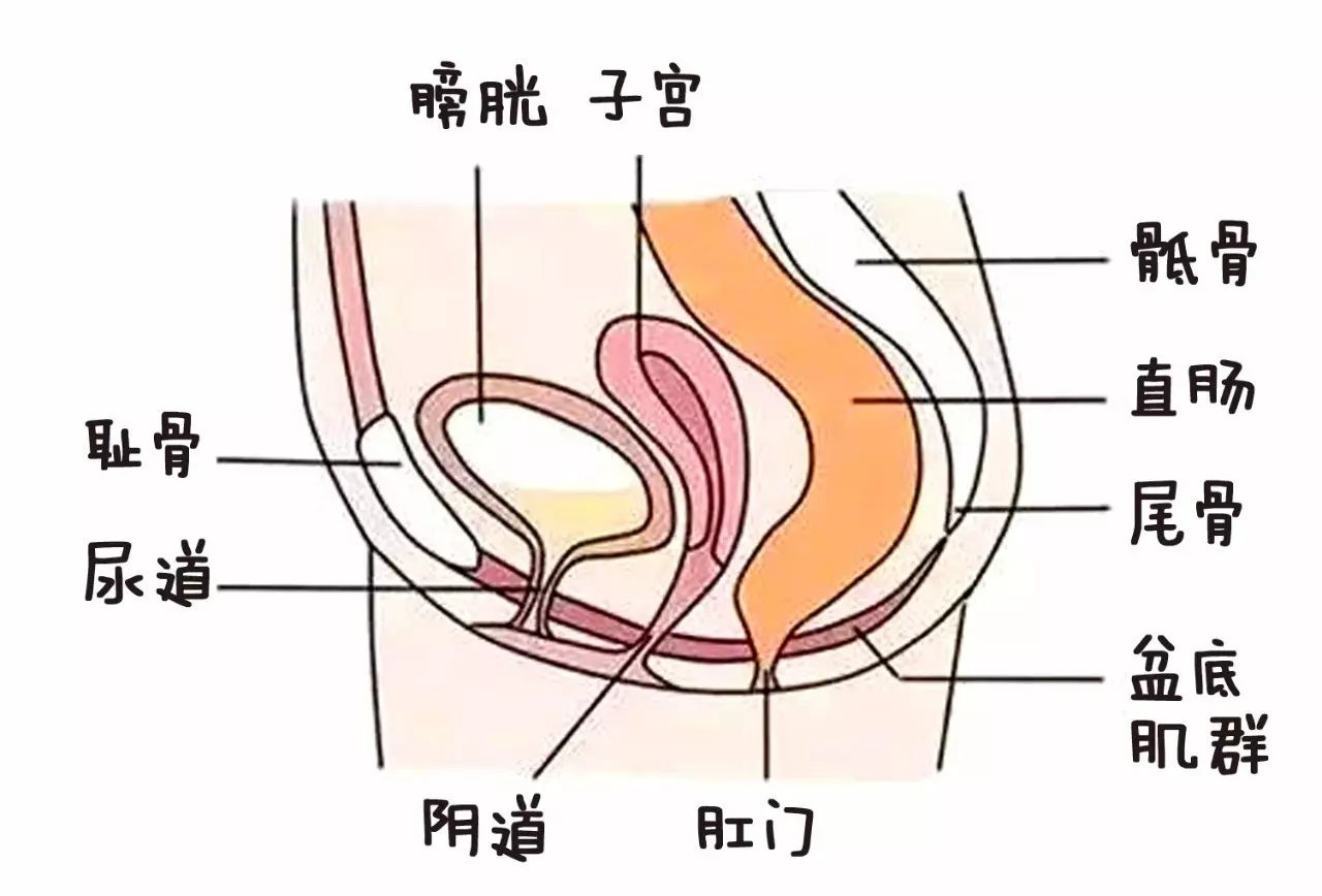 女性的盆底肌就像一张"吊网",紧紧吊住尿道,膀胱,阴道,子宫,直肠等