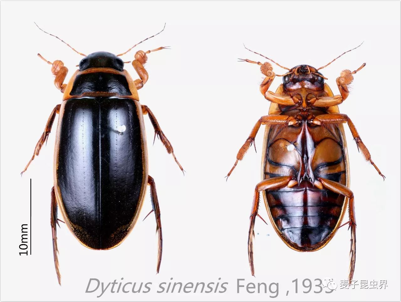 中国龙虱dytiscus sinensis feng,1935 是一种大型水生甲虫,体长