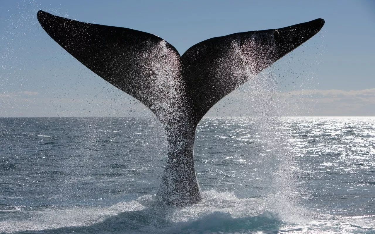 彼得曼岛附近总有鲸鱼出没,它们巨大的身姿隐藏在这片深邃极冷的海中.