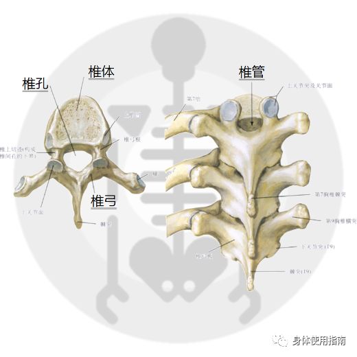 椎管内包含脊髓, 椎管狭窄可能导致神经卡压, 从而引发肢体不适甚至