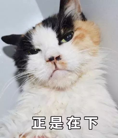 猫咪近来暴瘦没精神毛色干枯没光泽且掉毛严重 (猫咪近来暴瘦怎么回事)