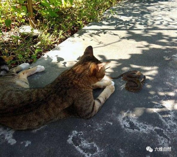 猫咪捉了一无毒蛇却不进门,是不是怕被主人打