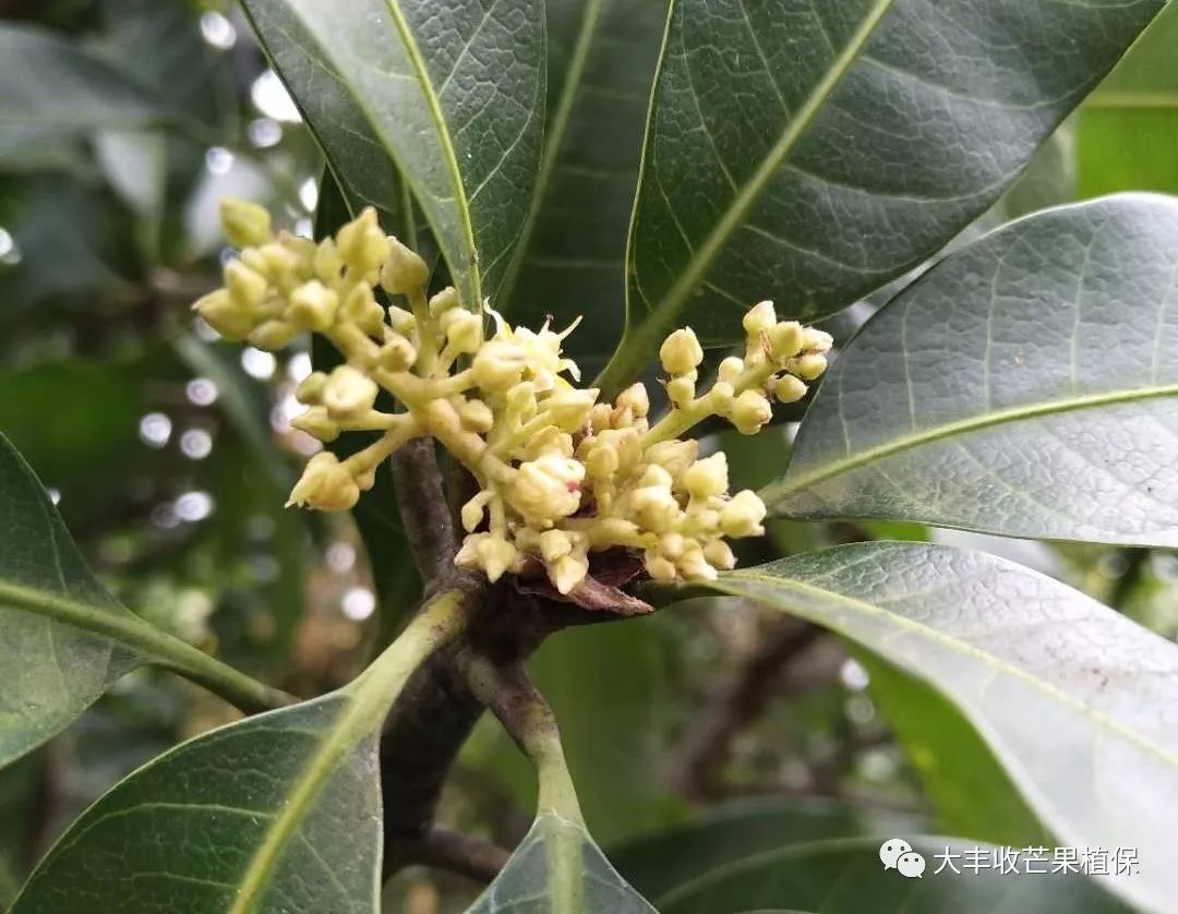 在开花坐果期,如遇到晴朗的天气,有利于芒果抽穗,开花,及后期昆虫